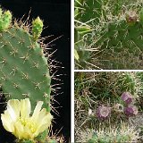 Opuntia sp non elatior JLcoll. Dscf6731.jpg